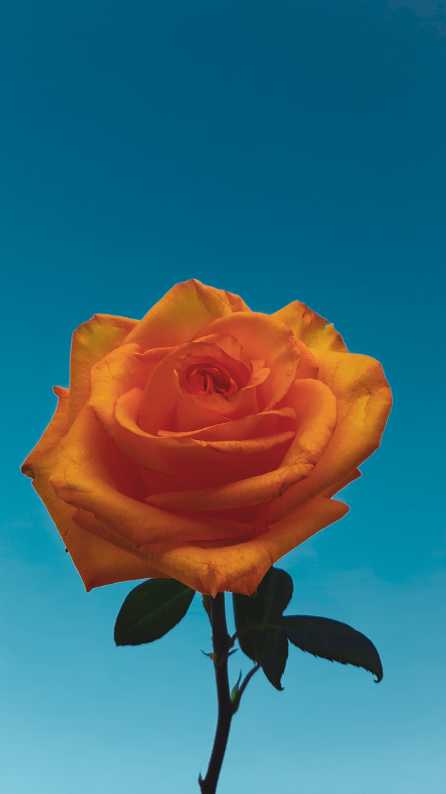 350 Yellow Rose Pictures HD  Download Free Images on Unsplash